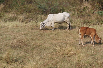 Obraz na płótnie Canvas cow are eating grass in the field in Thailand nature background