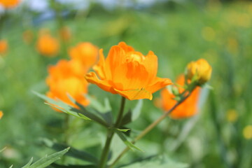 Flower, fire flower, bathing suit, trollius, orange flowers close-up on a green background