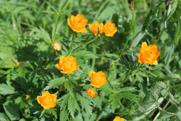 Flower, fire flower, bathing suit, trollius, orange flowers close-up on a green background