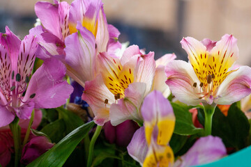 Beautiful vintage background of wildflowers. Delicate flowers close-up with a blurred background.