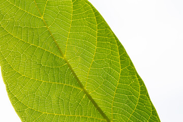 green leaf isolated on white