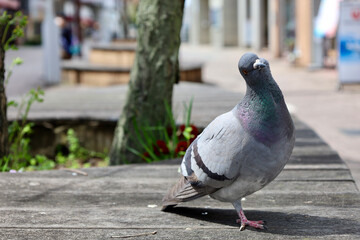 pigeon in the city