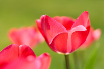 Pink colored tulips with  flowers open against a soft  green background. with some of the flowers in soft focus