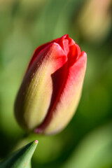 The delicate flower of a red tulip begins to open against a blurred green background