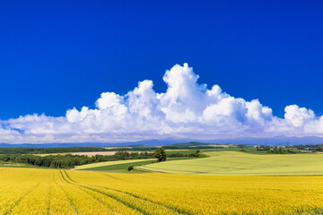 丘の町・美瑛の麦畑と入道雲