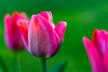Three deep pink colored tulip flowers open against a soft focus green background, with two of the flowers in out of focus