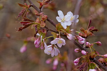 桜
