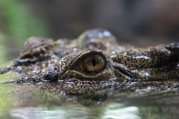 close up of a crocodile