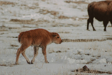 Lone Baby Bison