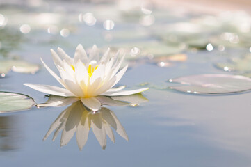 White Water Lily in a Pond