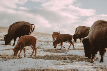 Fototapeta premium Baby Bison Grazing