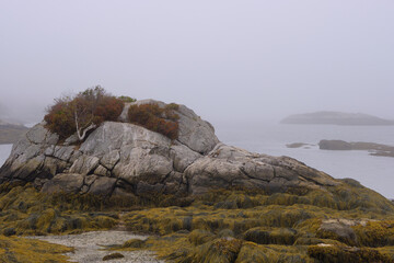 Fog and mist along the Maine coast at low tide exposes the massive rocks and the kelp beds