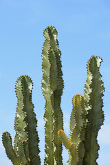 Candelabra Cactus with blue sky