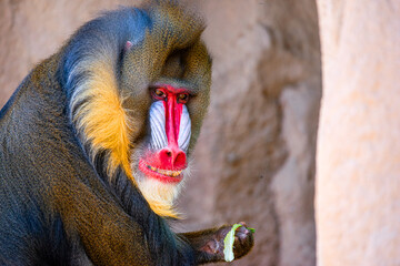 Mandrill 