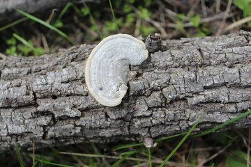 Obraz premium White shelf bracket fungus at Miami Woods in Morton Grove, Illinois