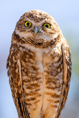 Inquisitive borrowing owl