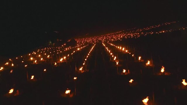 Fast FPV aerial over a vineyard covered in Candles burning to heat up the vines in Chablis, France
