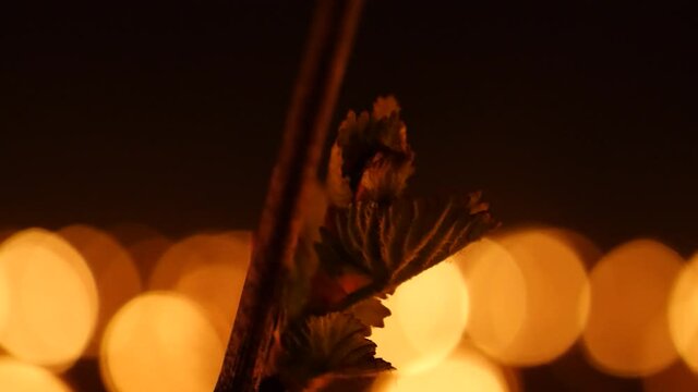 Close up of a fresh growing bud with Candles burning to heat up the Vineyards in Chablis, France