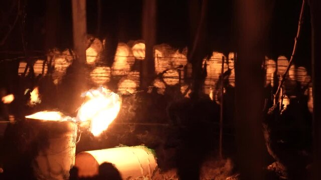 Close up of Candles burning to heat up the Vineyards in Chablis, France. Slow motion