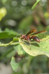 Hornet finding food to eat on the leaf of garden