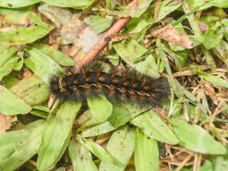 Closeup of caterpillar walks on the grass