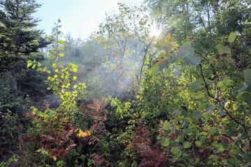 In the forest, the rays of the sun break through the green branches and leaves of trees.