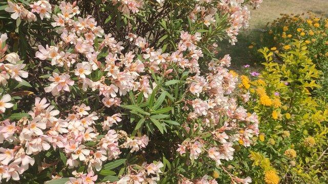 flowers in spring