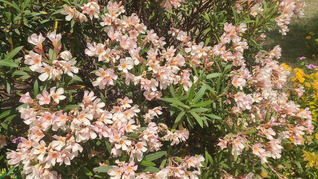 White pinkinsh flower in the garden