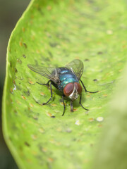 Insect fly staying still on the leaf
