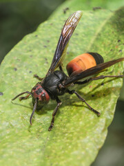 Hornet finding food to eat on the leaf of garden