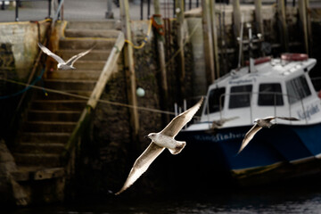 Seagulls flying through the air in Looe fishing town