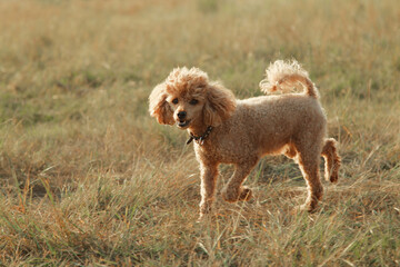 a dog is a man's friend. the puppy outdoor