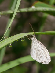 White butterflu on the leaf with waterdrop on it