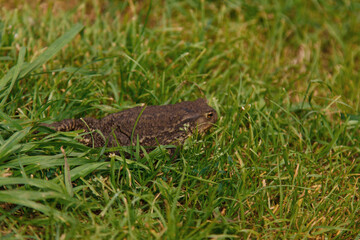 big brown frog in the grass