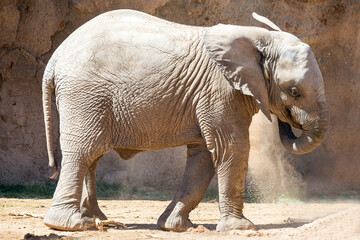 Baby Elephant cooling off