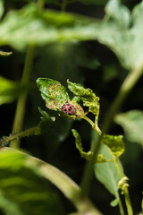 Closeup of the life of ladybug on the leaf