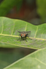 Insect fly staying still on the leaf