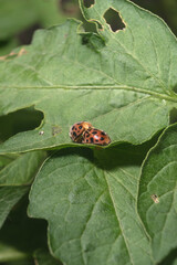 Closeup of the life of ladybug on the leaf