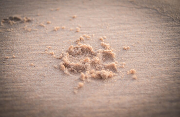 Dog footprints on the beach