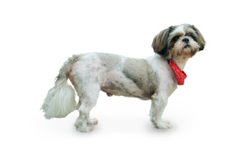 Shih tzu, 2 year old, standing in front of white background