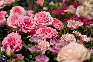 Pink rose and other pink flowers are blooming at a garden in Yokohama, Japan in March and April in spring time.
