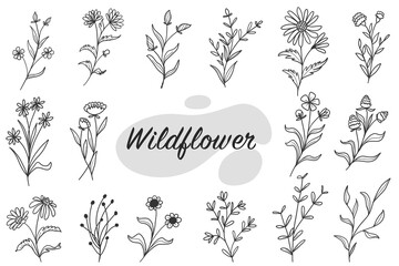 set of botanical leaf doodle wildflower line art