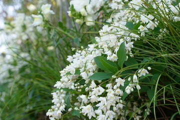 Many small white flowers are blooming at a park in Yamashita park in Yokohama, Japan in March and April, spring time.
