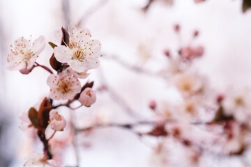 Cherry Blossom or Sakura flower on nature background.