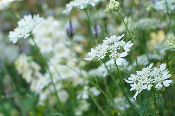 Many small white flowers are blooming at a park in Yamashita park in Yokohama, Japan in March and April, spring time.
