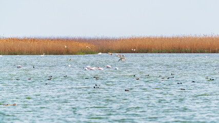 Flock of flamingos on the lake