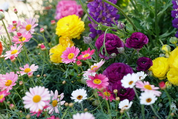 Pink Margaret flowers and other colorful flowers are blooming at a garden in Yokohama, Japan in March and April in spring time.