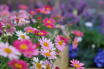Obraz premium Pink Margaret flowers and other colorful flowers are blooming at a garden in Yokohama, Japan in March and April in spring time.