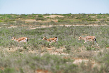 Goitered gazelle Jeyran in field. Wildlife nature reserve