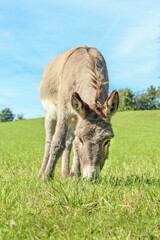 Portrait of a gray donkey grazing on a pasture in summer outdoors